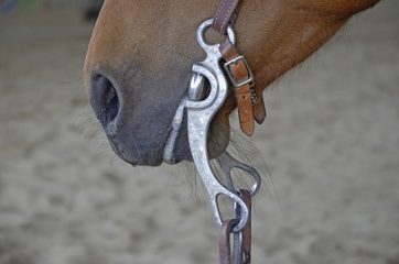 horse-gaa6ce1964_640