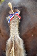 tail-gc3eb9eda5_1280