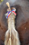 tail-gc3eb9eda5_1280